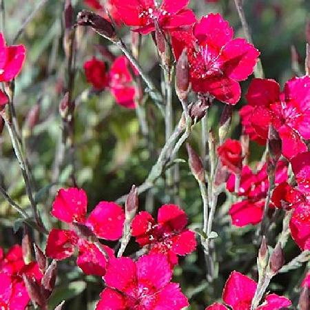 DIANTHUS deltoides 'Brilliant'