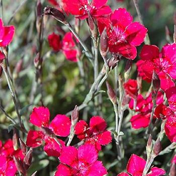 Acheter oeillet Dianthus Oscar Cherry pas cher sur