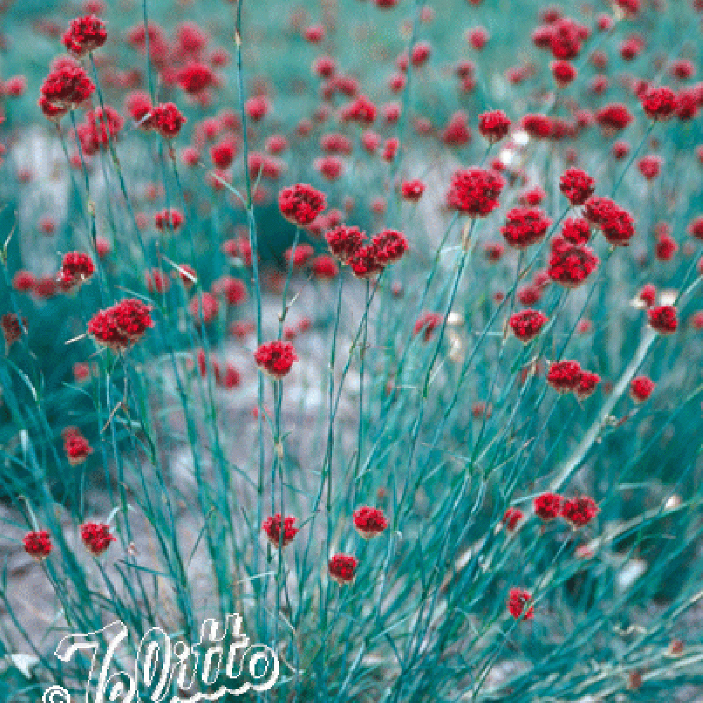 DIANTHUS pinifolius