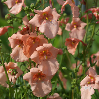 DIASCIA