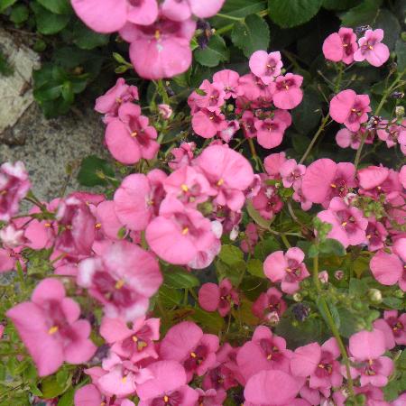 DIASCIA barberae 'Pink Queen'