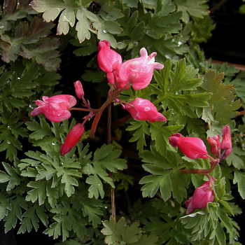 DICENTRA formosa 'Luxuriant'