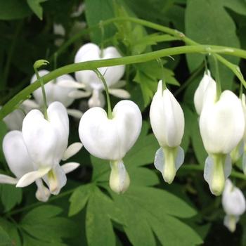 DICENTRA spectabilis 'Alba'