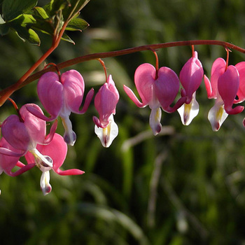 DICENTRA spectabilis