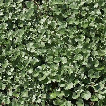 DICHONDRA