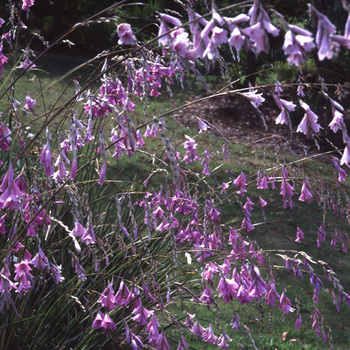 DIERAMA