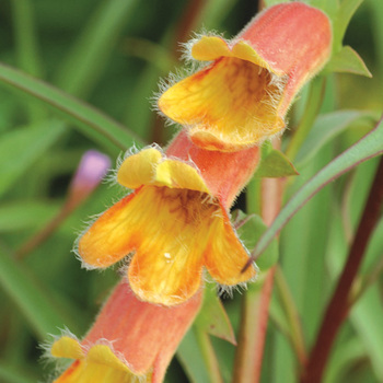 DIGITALIS obscura