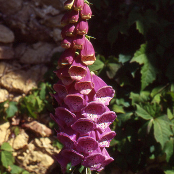 DIGITALIS purpurea