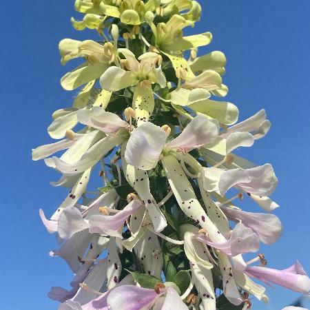 DIGITALIS 'Apple Blossom' ®