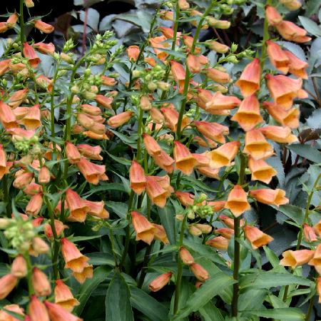 DIGITALIS 'Goldcrest' ®