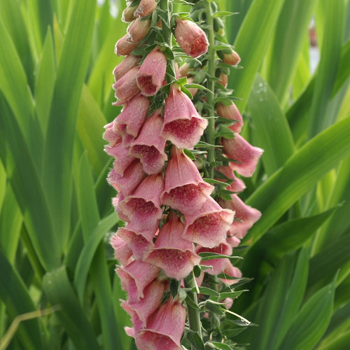 DIGITALIS 'Mertonensis'