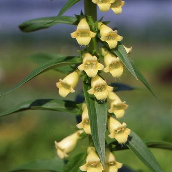 DIGITALIS lutea