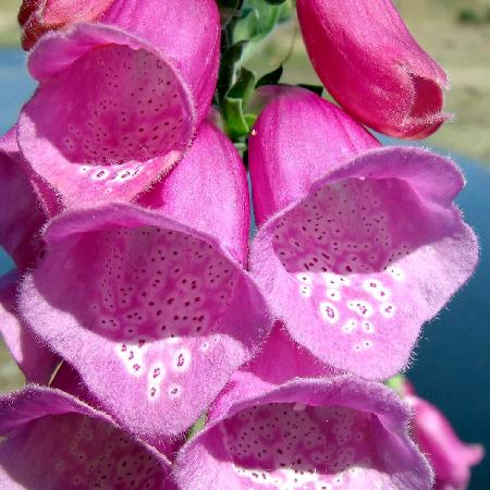 DIGITALIS purpurea