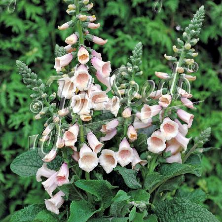 DIGITALIS purpurea 'Apricot Beauty'