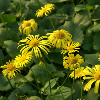 DORONICUM orientale 'Magnificum'