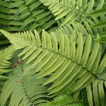 DRYOPTERIS