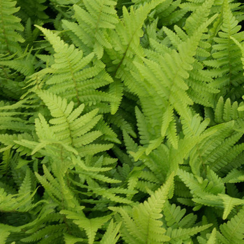 DRYOPTERIS