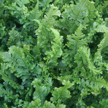 DRYOPTERIS filix-mas 'Cristata'