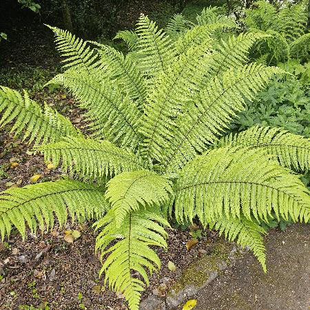 DRYOPTERIS wallichiana