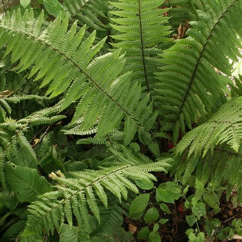 DRYOPTERIS wallichiana