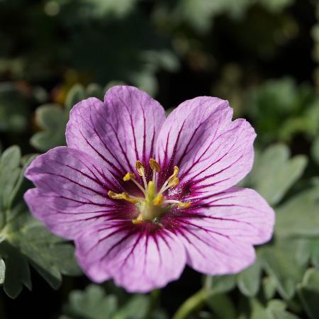 GERANIUM cinereum 'Rothbury Gem' ®