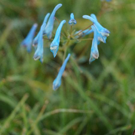 CORYDALIS flexuosa 'Porcelain Blue' ®