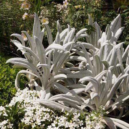 SENECIO niveoaureus 'Donkey's Ears'