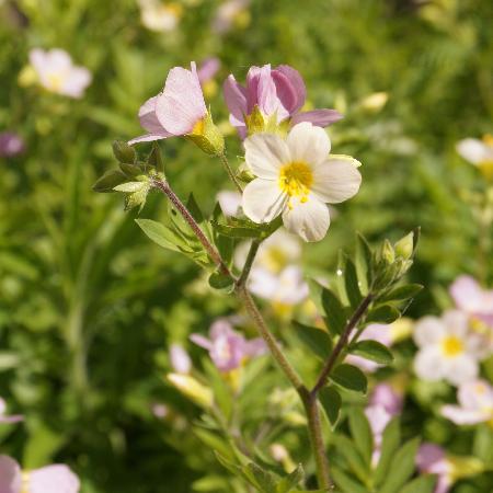 POLEMONIUM carneum 'Apricot Delight'