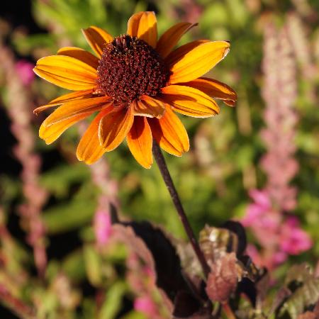 HELIOPSIS helianthoides var.scabra 'Bleeding Hearts'