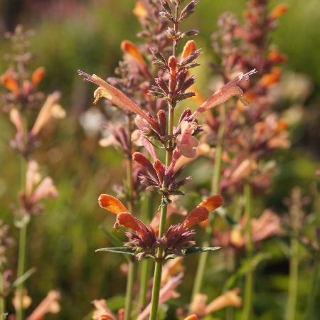 AGASTACHE 'Kolibri'