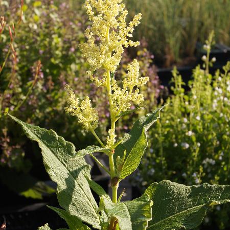 PERSICARIA weyrichii