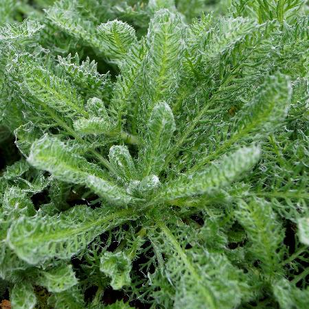 ACHILLEA chrysocoma 'Grandiflora'