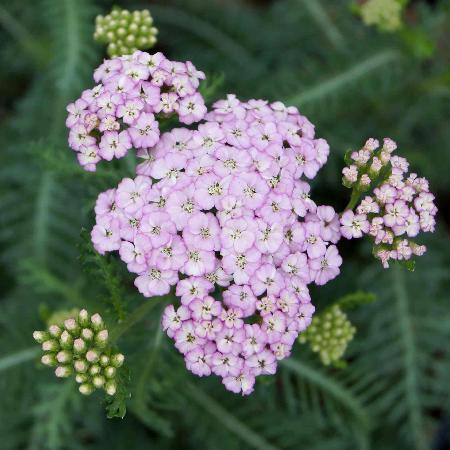 ACHILLEA millefolium 'Apfelblüte'