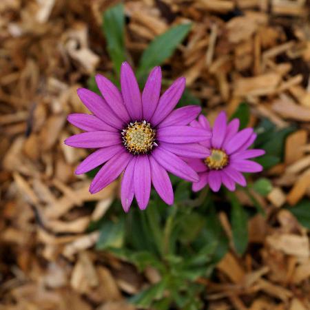 OSTEOSPERMUM