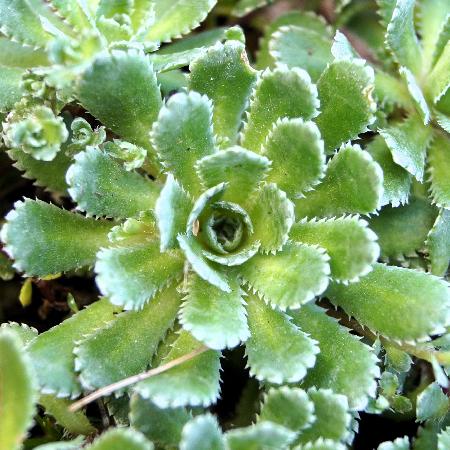SAXIFRAGA paniculata var. minutifolia