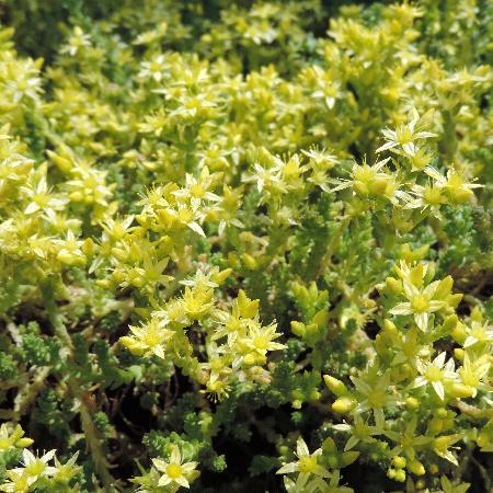 SEDUM acre 'Oktoberfest'