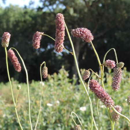 SANGUISORBA tenuifolia 'Pink Elephant'