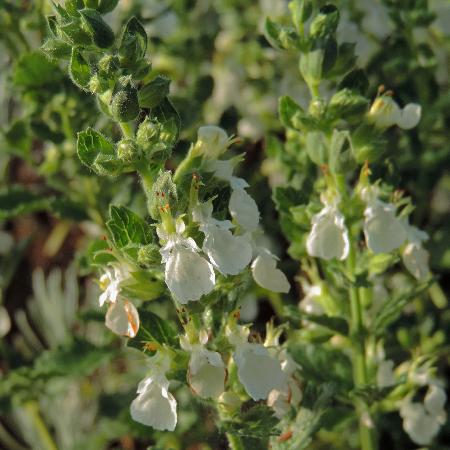 TEUCRIUM chamaedrys 'Album'
