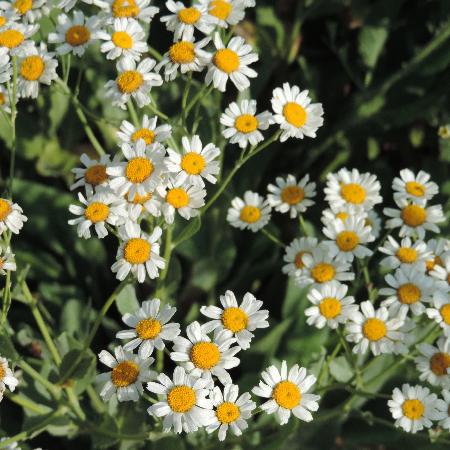 TANACETUM balsamita