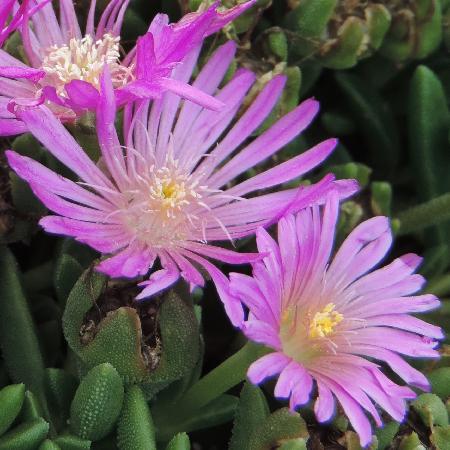 DELOSPERMA