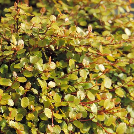 MUEHLENBECKIA complexa 'Golden Girl'