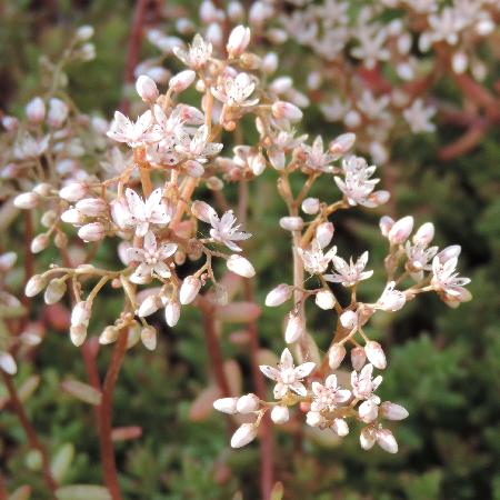 SEDUM album 'Murale'