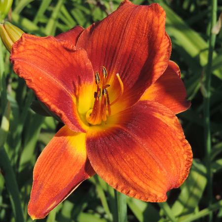 HEMEROCALLIS 'Holiday Delight'