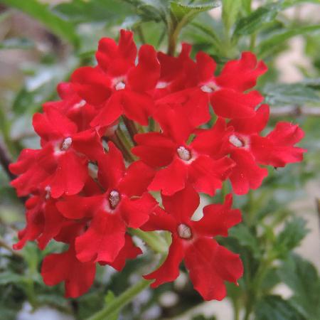 VERBENA peruviana