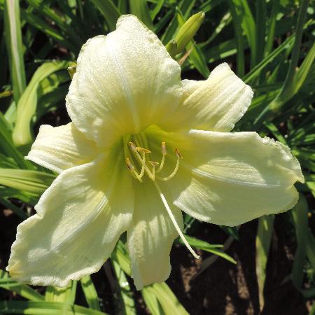 HEMEROCALLIS 'Ice Carnival'
