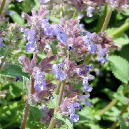 NEPETA racemosa 'Grog'