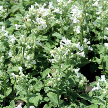 NEPETA racemosa 'Snowflake' (faassenii)