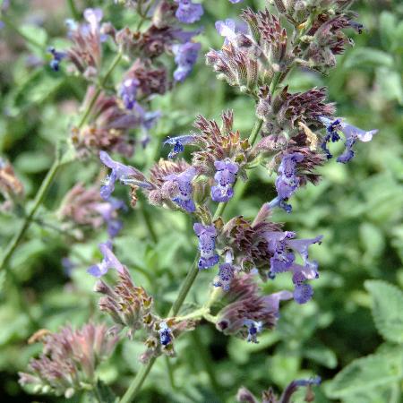 NEPETA 'Six Hills Giant' (Faassenii Group)