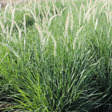 PENNISETUM orientale 'Fairy Tails'