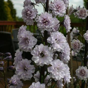 DELPHINIUM 'Cha Cha' ®